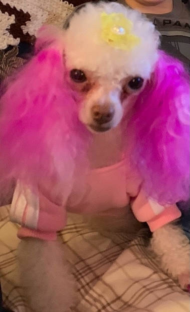 Lucy is registered to the contest to win money with this photo: canidae, carnivore, companion_dog, dog, dog_breed, dog_clothes, dog_supply, doll, fashion_accessory, fawn, fur, magenta, pink, purple, snout, stuffed_toy, toy, toy_dog, wig, working_animal
