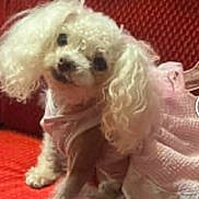 Lucy is registered to the contest to win money with this photo: animal, couch, curious, cute, dog, domestic_animal, fluffy, fur, furry, head_tilt, indoor, pet, pet_clothing, pink_dress, poodle, portrait, red_couch, sitting, small_dog, white_dog