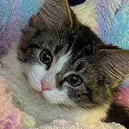 Paislee joined the competition — help win amazing prizes! animal, blanket, cat, close_up, colorful, cozy, cute, face, feline, fluffy, fur, indoors, kitten, pastel, pet, portrait, snuggled, soft, whiskers, young