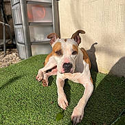 Juju a rejoint le concours — aidez-le/la à gagner de superbes lots ! dog, white_and_brown_dog, outdoor, artificial_grass, sunlight, shadow, relaxed, pet, animal, storage_unit, beige_wall, paw, ears, nose, face, brown_patch, green, daytime, resting, backyard