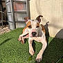 dog, white_and_brown_dog, outdoor, artificial_grass, sunlight, shadow, relaxed, pet, animal, storage_unit, beige_wall, paw, ears, nose, face, brown_patch, green, daytime, resting, backyard
