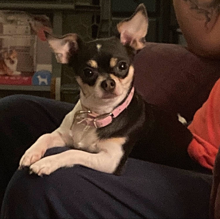 Shortii is registered to the contest to win money with this photo: canidae, carnivore, chihuahua, comfort, companion_dog, corgi_chihuahua, dog, dog_breed, dog_supply, ear, fawn, fur, non_sporting_group, puppy, sitting, snout, sporting_group, toy_dog, whiskers, working_animal