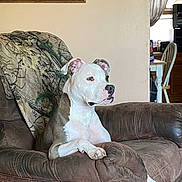 Shiloh Marie joined the competition — help win amazing prizes! dog, pitbull, recliner, couch, living_room, blanket, portrait, alert, white_coat, brown_coat, paw, ears, nails, muzzle, furniture, window, painting, table, chair, pet