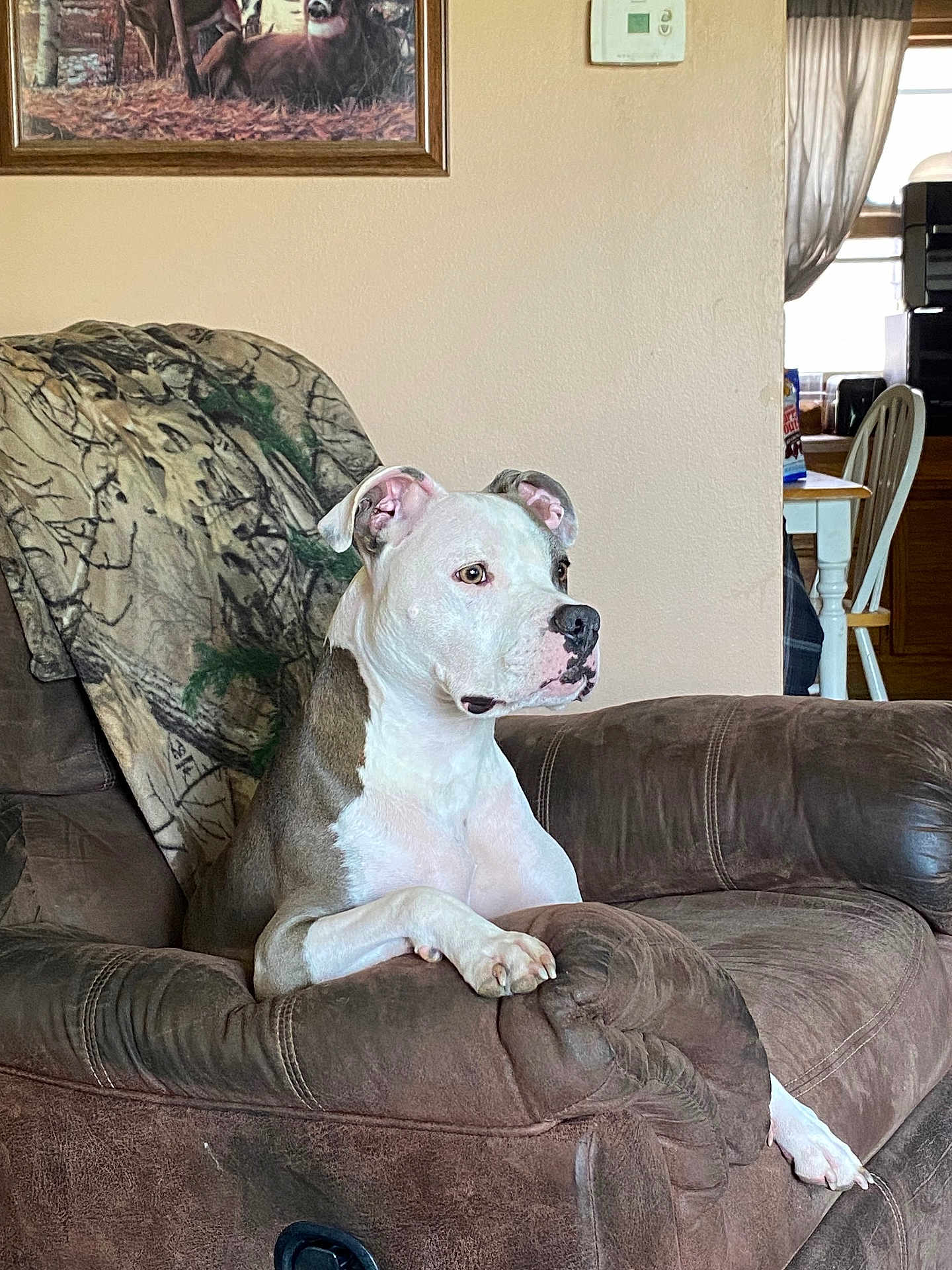 Shiloh Marie joined the competition — help win amazing prizes! dog, pitbull, recliner, couch, living_room, blanket, portrait, alert, white_coat, brown_coat, paw, ears, nails, muzzle, furniture, window, painting, table, chair, pet