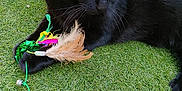 Artemis participe au concours pour gagner de l'argent avec cette photo : black_cat, cat, pet, animal, grass, toy, feathers, bell, outdoor, playful, fur, whiskers, claw, closeup, green, nature, paw, relaxed, looking_away, daylight