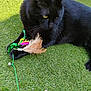 black_cat, cat, pet, animal, grass, toy, feathers, bell, outdoor, playful, fur, whiskers, claw, closeup, green, nature, paw, relaxed, looking_away, daylight