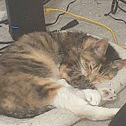 Squeak joined the competition — help win amazing prizes! cat, sleeping, calico, tabby, pet, paw, whiskers, blanket, carpet, cables, electronics, router, cozy, nap, fur, ear, indoor, closeup, curled_up, resting