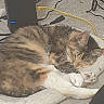 blanket, cables, calico, carpet, cat, closeup, cozy, curled_up, ear, electronics, fur, indoor, nap, paw, pet, resting, router, sleeping, tabby, whiskers