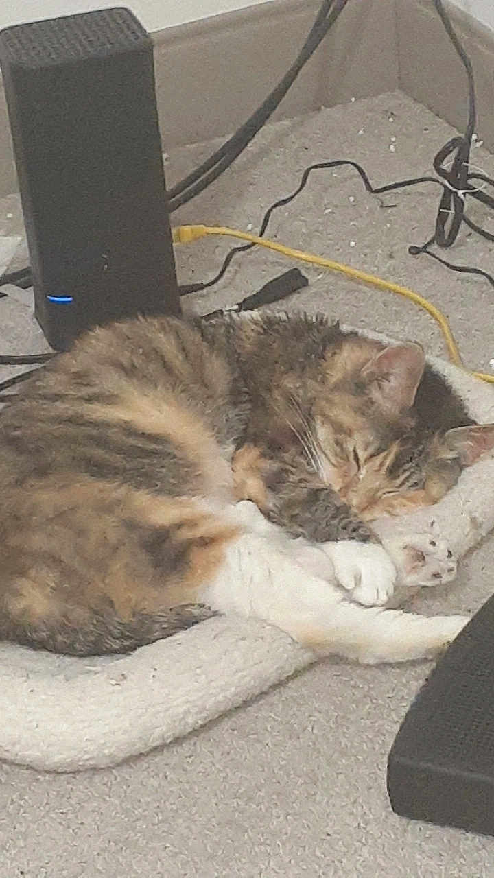 Squeak joined the competition — help win amazing prizes! cat, sleeping, calico, tabby, pet, paw, whiskers, blanket, carpet, cables, electronics, router, cozy, nap, fur, ear, indoor, closeup, curled_up, resting