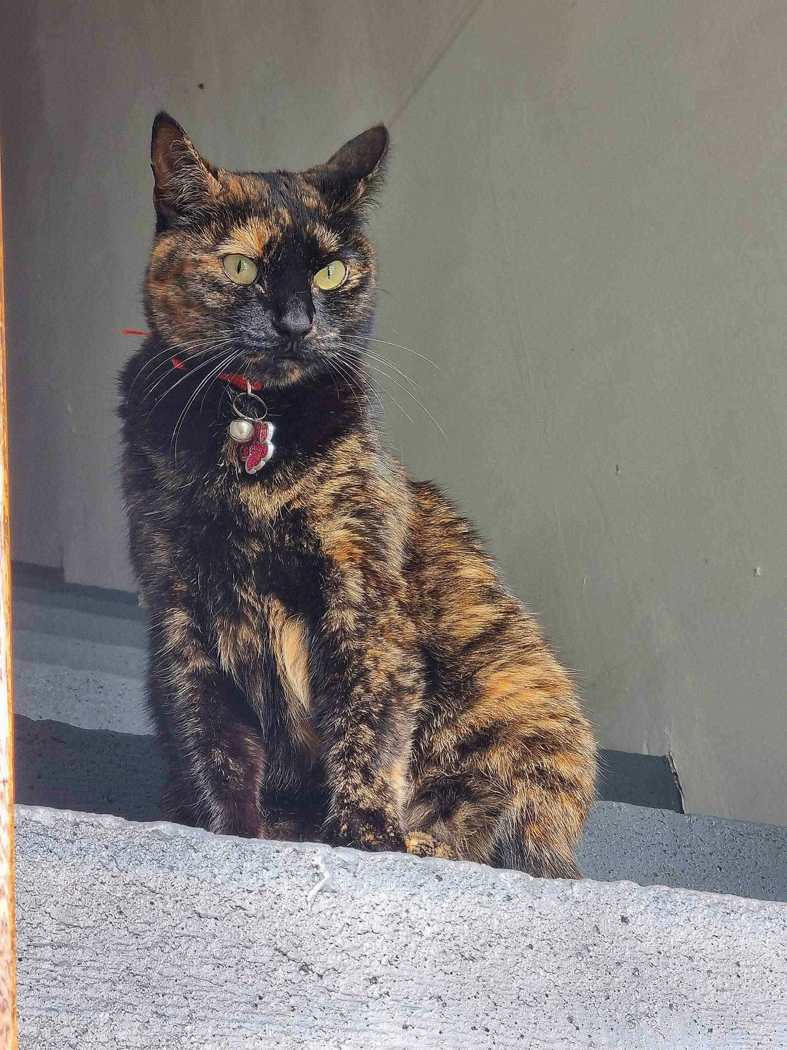 Câline participe au concours pour gagner de l'argent avec cette photo : asphalt, carnivore, cat, claw, domestic_short_haired_cat, eye, felidae, fur, grey, paw, road_surface, sitting, small_to_medium_sized_cats, snout, tail, terrestrial_animal, whiskers