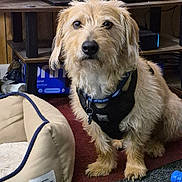 Biscuit joined the competition — help win amazing prizes! dog, pet, indoor, carpet, dog_bed, furniture, harness, brown_fur, scruffy, wooden_shelf, electronics, floor, blue_toy, attentive, portrait, animal, canine, companion, cute, household