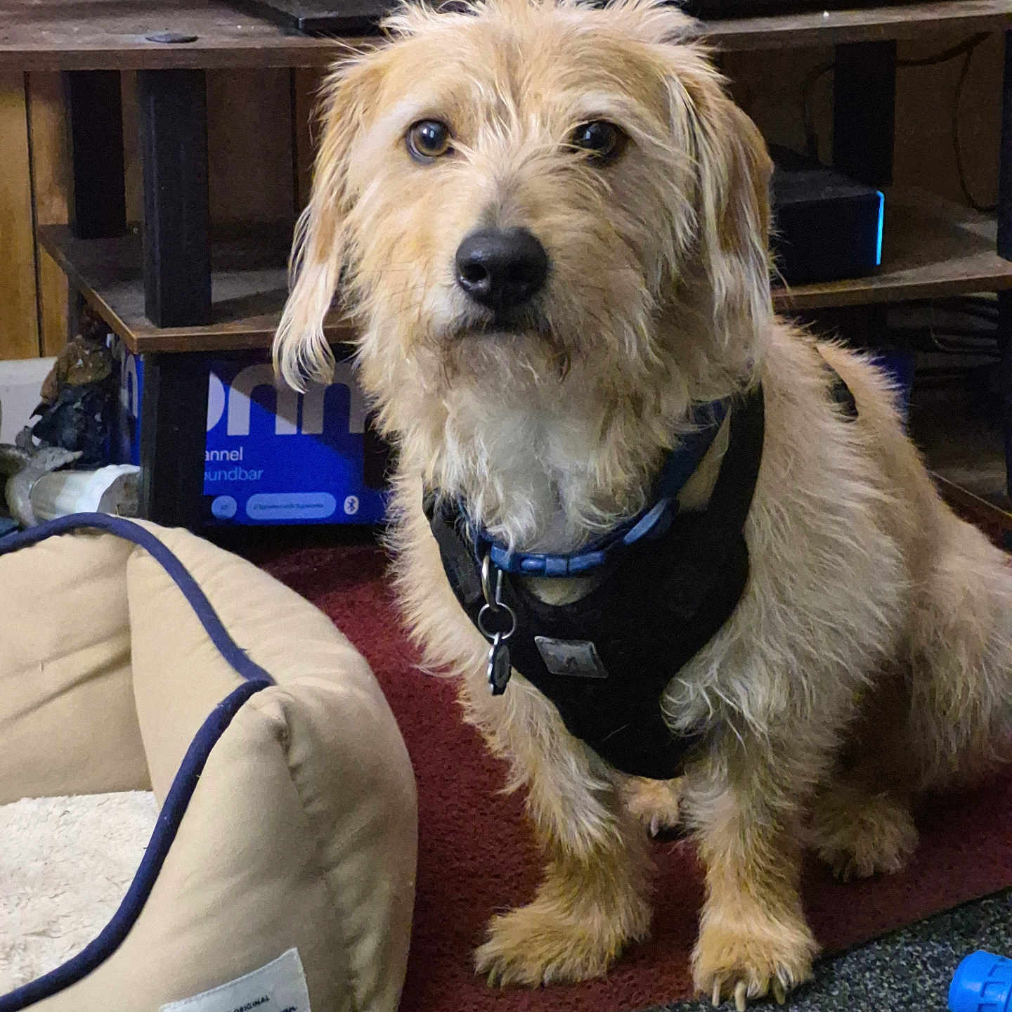 Biscuit joined the competition — help win amazing prizes! dog, pet, indoor, carpet, dog_bed, furniture, harness, brown_fur, scruffy, wooden_shelf, electronics, floor, blue_toy, attentive, portrait, animal, canine, companion, cute, household