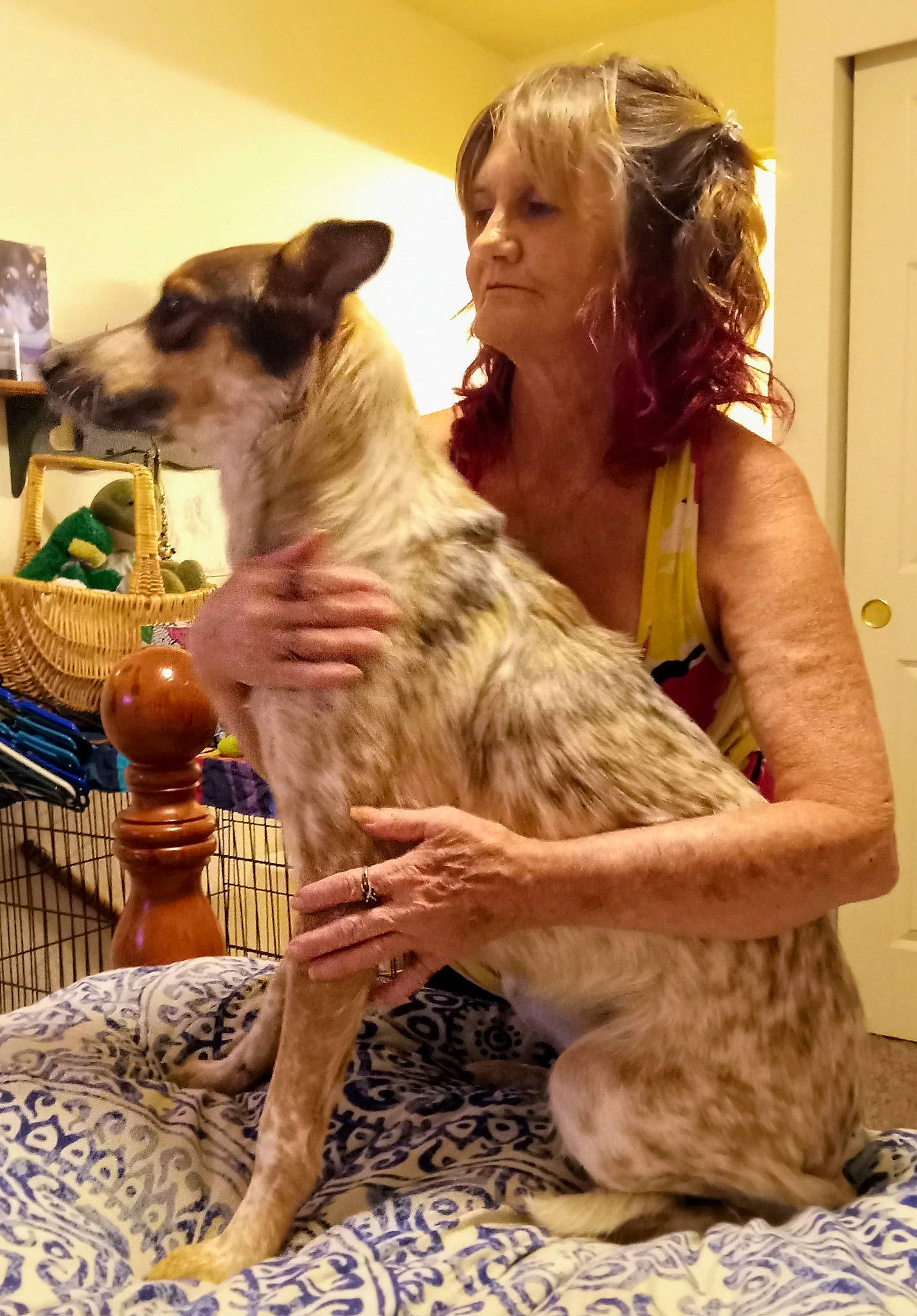 Jupiter joined the competition — help win amazing prizes! borzoi, canidae, carnivore, companion_dog, dog, dog_breed, fawn, fun, sighthound, sporting_group, terrestrial_animal, wood, working_animal