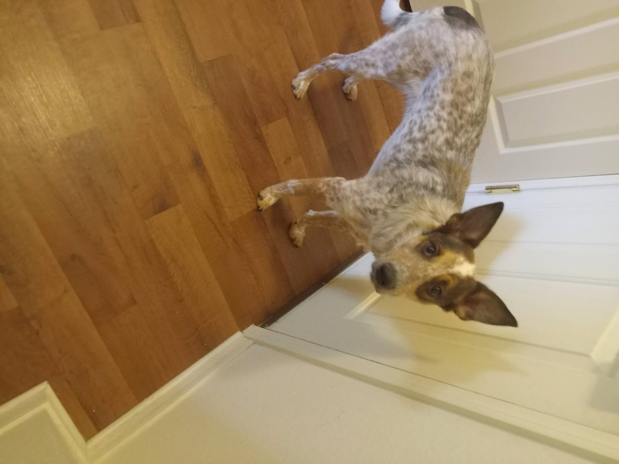 Jupiter is registered to the contest to win money with this photo: canidae, carnivore, domestic_short_haired_cat, fawn, felidae, floor, flooring, fur, giraffidae, hardwood, room, small_to_medium_sized_cats, snout, sporting_group, tail, terrestrial_animal, varnish, window, wood, wood_stain