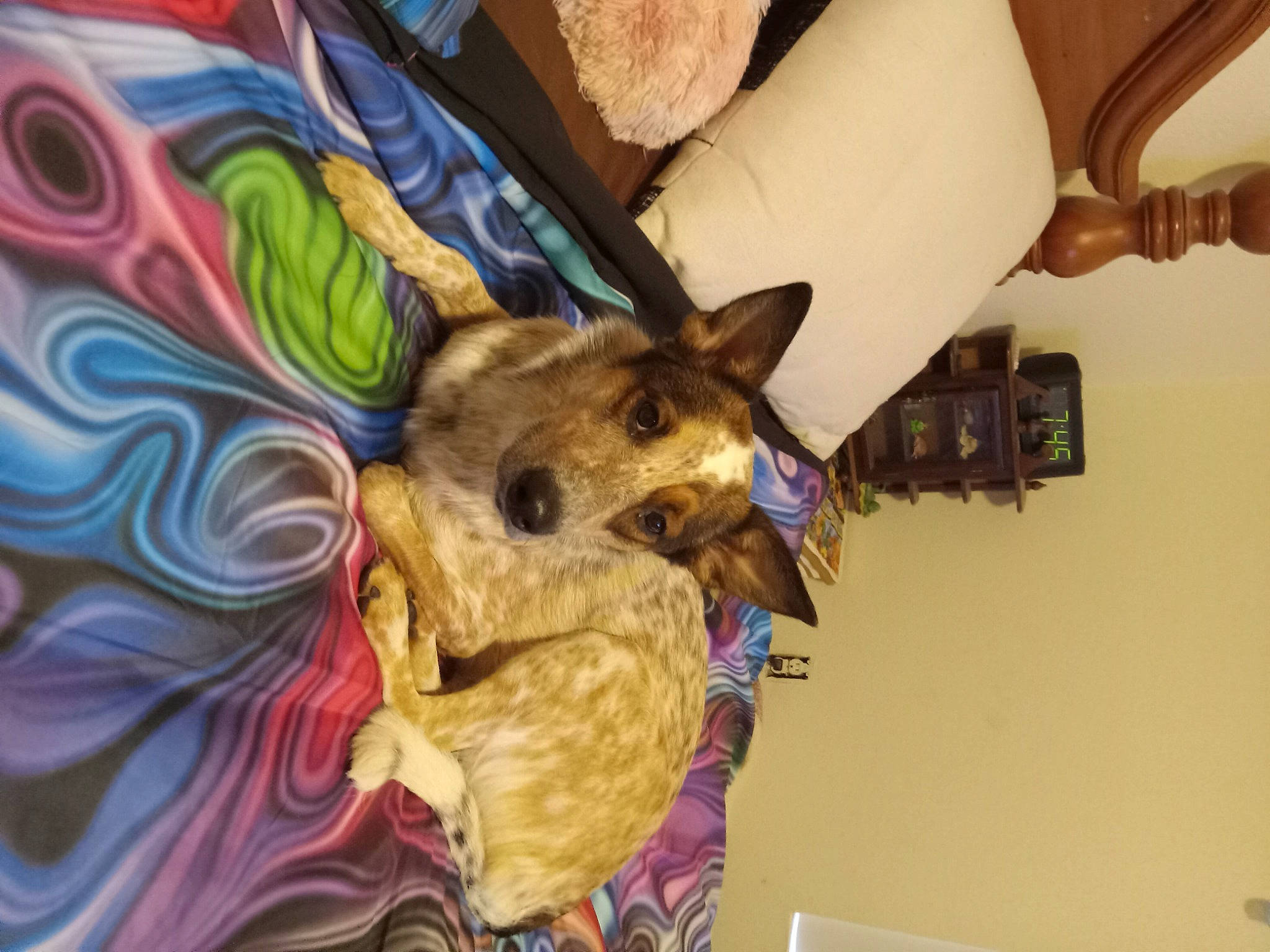 Jupiter is registered to the contest to win money with this photo: art, canidae, carnivore, companion_dog, corgi_chihuahua, dog, dog_breed, dog_clothes, dog_supply, fashion_accessory, fawn, felidae, fur, linens, pattern, room, small_to_medium_sized_cats, terrestrial_animal, toy_dog, whiskers