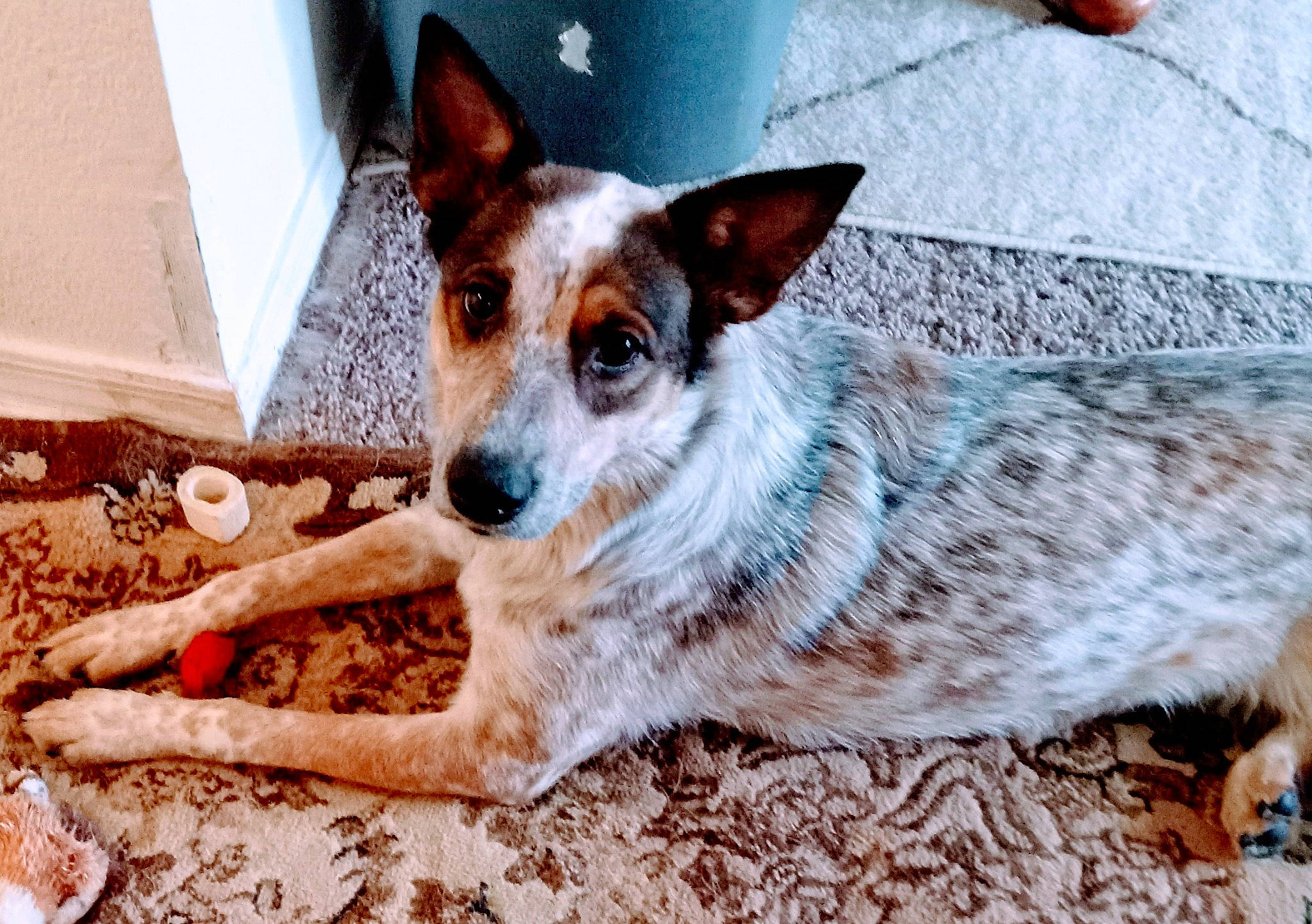 Jupiter is registered to the contest to win money with this photo: art, canidae, carnivore, companion_dog, dog, dog_breed, dog_supply, door, fawn, fur, herding_dog, koolie, snout, sporting_group, terrestrial_animal, whiskers, wood, working_dog