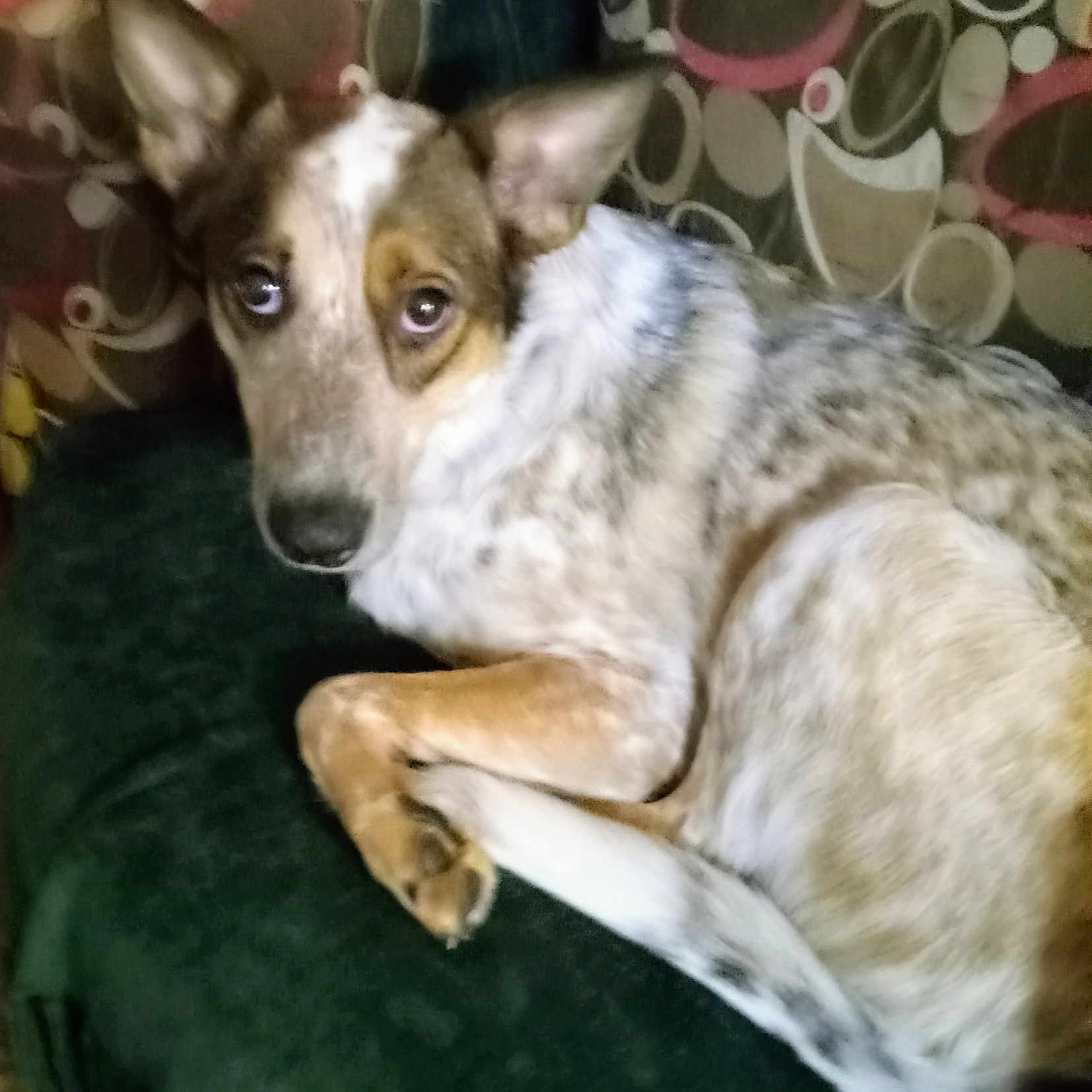 Jupiter joined the competition — help win amazing prizes! ancient_dog_breeds, carnivore, companion_dog, dog, dog_breed, fawn, non_sporting_group, paper_towel, sighthound, snout, terrestrial_animal, whiskers, working_animal