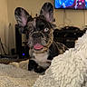 Bowie is registered to the contest to win money with this photo: animal, blanket, blue_eye, cozy, cute, dog, domestic, ears_up, face, french_bulldog, fur, furniture, indoor, living_room, merle, pet, puppy, sitting, television, tongue_out