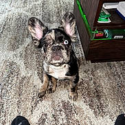 Bowie joined the competition — help win amazing prizes! animal, blue_eye, brindle, brown_eye, carpet, curious, cute, dog, domestic, ears, feet, floor, french_bulldog, furniture, indoor, looking_up, pet, puppy, socks, wooden_cabinet