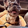 Bowie is registered to the contest to win money with this photo: dog, puppy, car_interior, blanket, happy, tongue_out, blue_eye, brown_eye, seat, leather, collar, window, sunlight, pet, animal, cute, ears, smiling, canine, travel