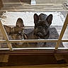 animal, blue_eyes, carpet, curious, cute, dog, domestic, door_frame, ears_up, floor, french_bulldog, glass_door, home, indoor, looking_up, pet, rug, two_dogs, waiting, wood_floor