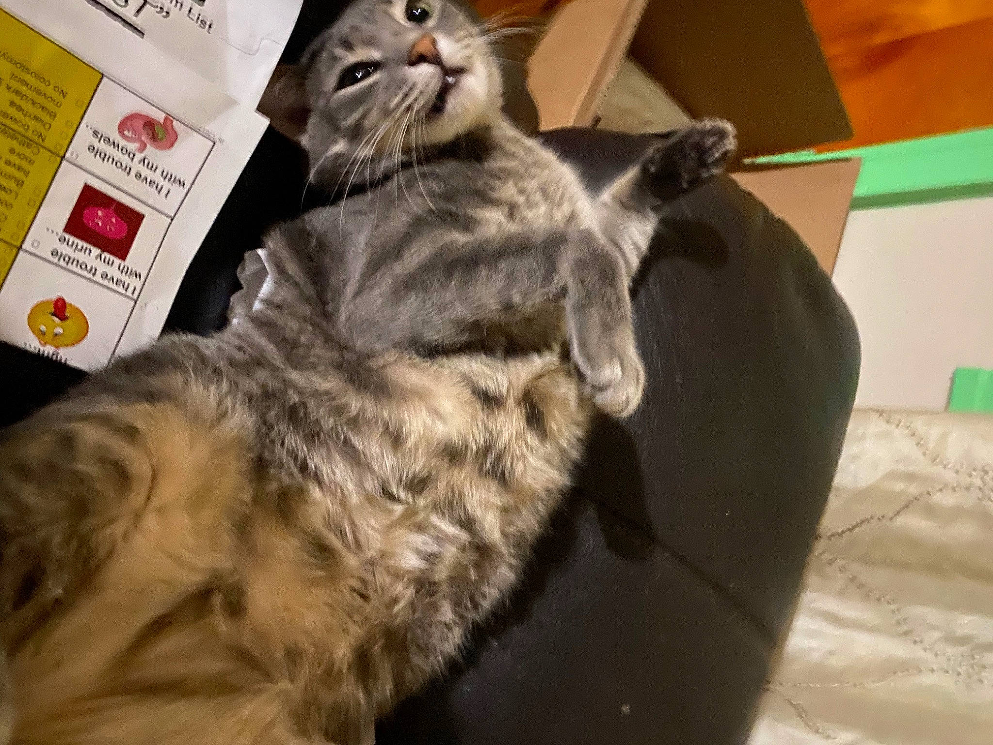 Alex is registered to the contest to win money with this photo: box, cardboard, carnivore, carton, cat, claw, comfort, domestic_short_haired_cat, felidae, fur, paw, shipping_box, small_to_medium_sized_cats, snout, tail, terrestrial_animal, whiskers