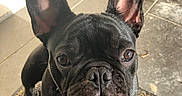Olympe participe au concours pour gagner de l'argent avec cette photo : french_bulldog, dog, pet, black_dog, ears, face, eyes, nose, fur, mat, indoor, floor, tile, table_leg, sunlight, curious, close_up, animal, canine, companion