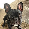french_bulldog, dog, pet, black_dog, ears, face, eyes, nose, fur, mat, indoor, floor, tile, table_leg, sunlight, curious, close_up, animal, canine, companion