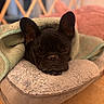 Olympe participe au concours pour gagner de l'argent avec cette photo : dog, french_bulldog, blanket, bed, pet, cozy, indoor, resting, animal, cute, snuggled, ears, fur, comfort, sleepy, portrait, closeup, soft, relaxed, companion