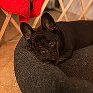 Olympe participe au concours pour gagner de l'argent avec cette photo : dog, french_bulldog, pet_bed, black_dog, indoor, cozy, red_jacket, floor, resting, animal, cute, ears, portrait, looking, fur, comfortable, relaxed, home, dog_face, sleepy