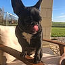 Olympe participe au concours pour gagner de l'argent avec cette photo : dog, french_bulldog, black_dog, pet, animal, outdoor, sunlight, wooden_chair, cushion, green_grass, blue_sky, licking_nose, playful, small_dog, portrait, sunny_day, fence, nature, relaxing, home