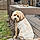 Benji