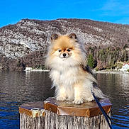 Uhlan a rejoint le concours — aidez-le/la à gagner de superbes lots ! dog, pomeranian, fluffy, small_dog, pet, animal, portrait, outdoor, lakeside, lake, water, mountain, hillside, landscape, blue_sky, wooden_post, leash, standing, fur, scenic
