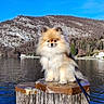dog, pomeranian, fluffy, small_dog, pet, animal, portrait, outdoor, lakeside, lake, water, mountain, hillside, landscape, blue_sky, wooden_post, leash, standing, fur, scenic