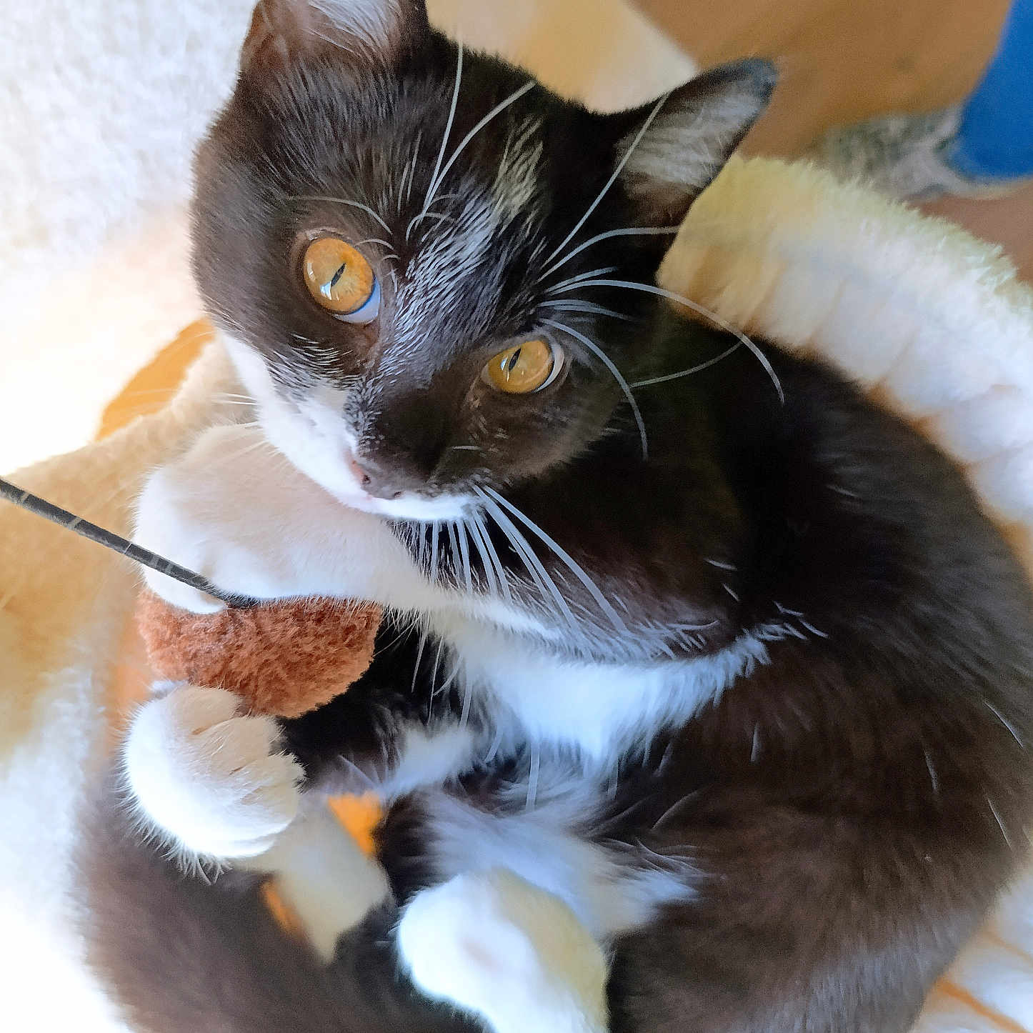 Alphonse participe au concours pour gagner de l'argent avec cette photo : animal, bed, black_and_white, cat, close_up, cozy, curled_up, cute, domestic_cat, feline, fur, golden_eyes, indoor, mouse_toy, paws, pet, playful, resting, toy, whiskers
