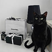 Macha a rejoint le concours — aidez-le/la à gagner de superbes lots ! black_cat, black_lamp, cat, chanel_bag, chanel_box, chanel_perfume, decor, elegant, furniture, gift_box, green_eyes, indoor, lamp, luxury_brand, pet, ribbon, sitting, still_life, table, white_wall