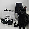 black_cat, black_lamp, cat, chanel_bag, chanel_box, chanel_perfume, decor, elegant, furniture, gift_box, green_eyes, indoor, lamp, luxury_brand, pet, ribbon, sitting, still_life, table, white_wall