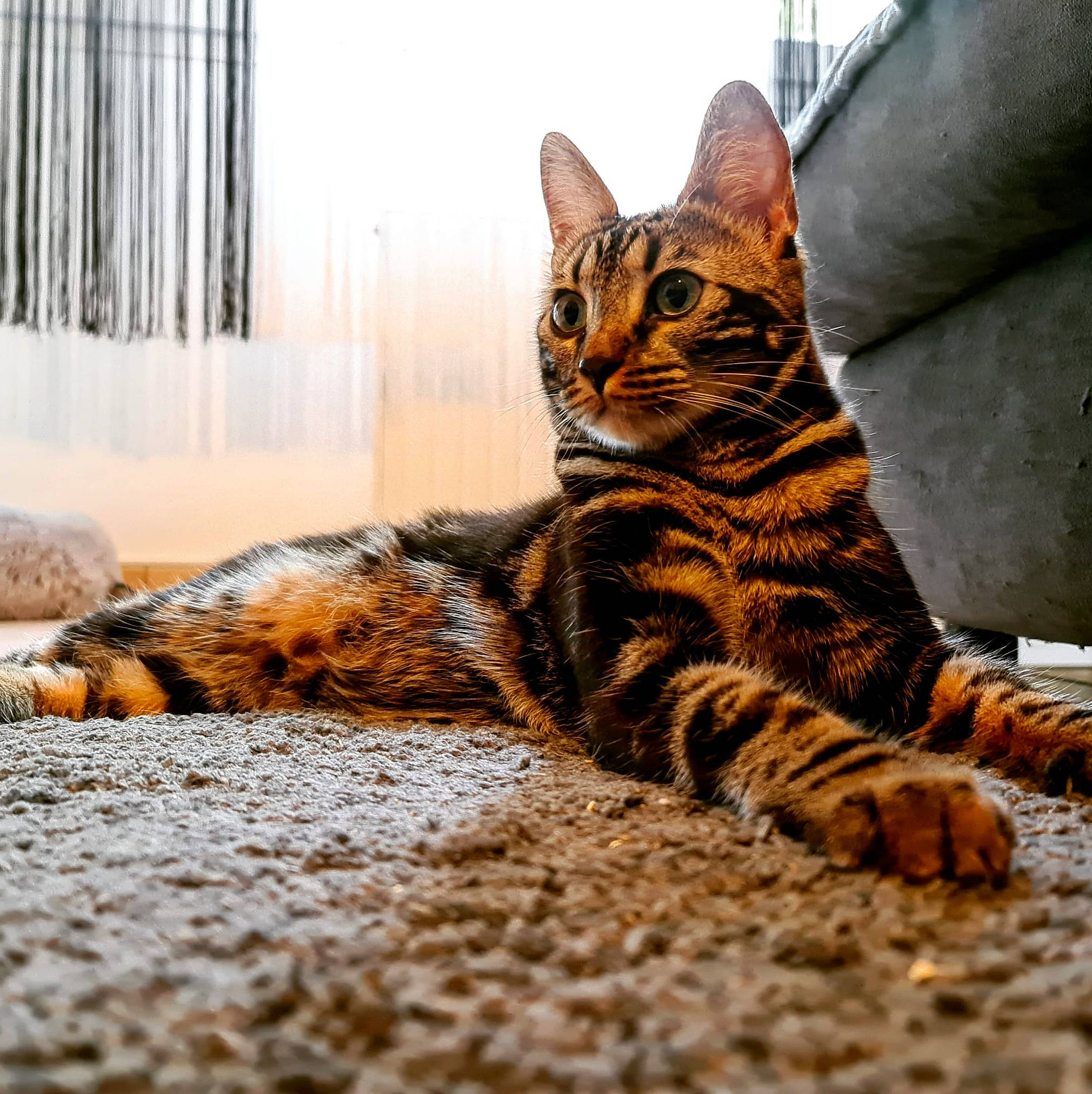 Loki a rejoint le concours — aidez-le/la à gagner de superbes lots ! carnivore, cat, claw, comfort, domestic_short_haired_cat, fawn, felidae, flooring, foot, fur, grass, paw, sitting, small_to_medium_sized_cats, snout, tail, terrestrial_animal, whiskers, wildlife, wood