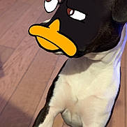 Aïka a rejoint le concours — aidez-le/la à gagner de superbes lots ! dog, cartoon_face, edited_face, standing, indoor, wooden_floor, black_and_white, pet, animal, funny, playful, puppy, domestic_animal, cute, mashup, face_edit, comedy, expression, close_up, looking