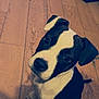 dog, puppy, black_and_white, sitting, wooden_floor, pet, cute, looking_up, ears, indoor, canine, animal, fur, young, adorable, companion, domestic, mammal, friendly, playful