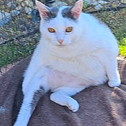 Spokette a rejoint le concours — aidez-le/la à gagner de superbes lots ! cat, white_cat, gray_markings, outdoor, fence, blanket, pet, animal, fur, relaxed, golden_eyes, garden, sitting, cute, domestic_cat, nature, sunlight, whiskers, paw, resting