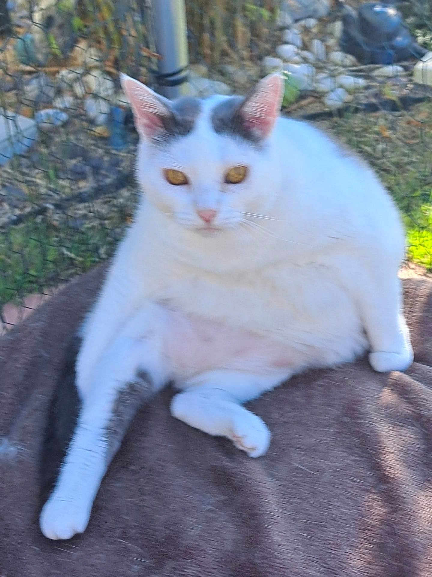 Spokette a rejoint le concours — aidez-le/la à gagner de superbes lots ! cat, white_cat, gray_markings, outdoor, fence, blanket, pet, animal, fur, relaxed, golden_eyes, garden, sitting, cute, domestic_cat, nature, sunlight, whiskers, paw, resting