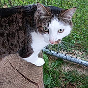 Mistigri a rejoint le concours — aidez-le/la à gagner de superbes lots ! cat, tabby, white, animal, pet, feline, outdoor, grass, tree_stump, fence, curious, nature, mammal, whiskers, ears, eyes, closeup, ground, dirt, daylight