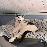 Spo a rejoint le concours — aidez-le/la à gagner de superbes lots ! cat, black_and_white, feline, pet, animal, tongue_out, yawning, relaxed, cozy, blanket, fur, indoor, resting, cute, paw, tail, soft, texture, home, furniture