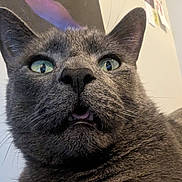 Frankie participe au concours pour gagner de l'argent avec cette photo : animal, cat, closeup, curious, domestic_cat, ears, face, feline, fur, gray_cat, green_eyes, household, indoor, mouth_open, pet, portrait, surprised, teeth, tongue, whiskers