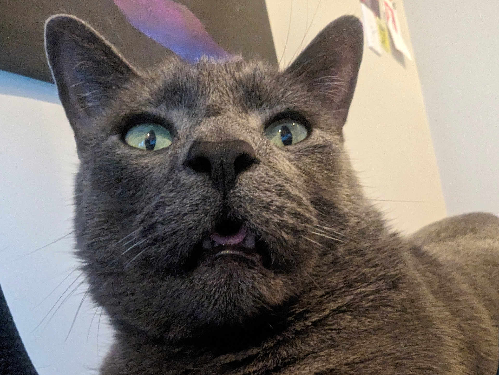 Frankie
