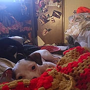 Pockets is registered to the contest to win money with this photo: animal, bed, black, blanket, brown, clutter, comfort, cozy, crochet, dog, door, fabric, home, indoor, pet, photographs, red, resting, soft, white