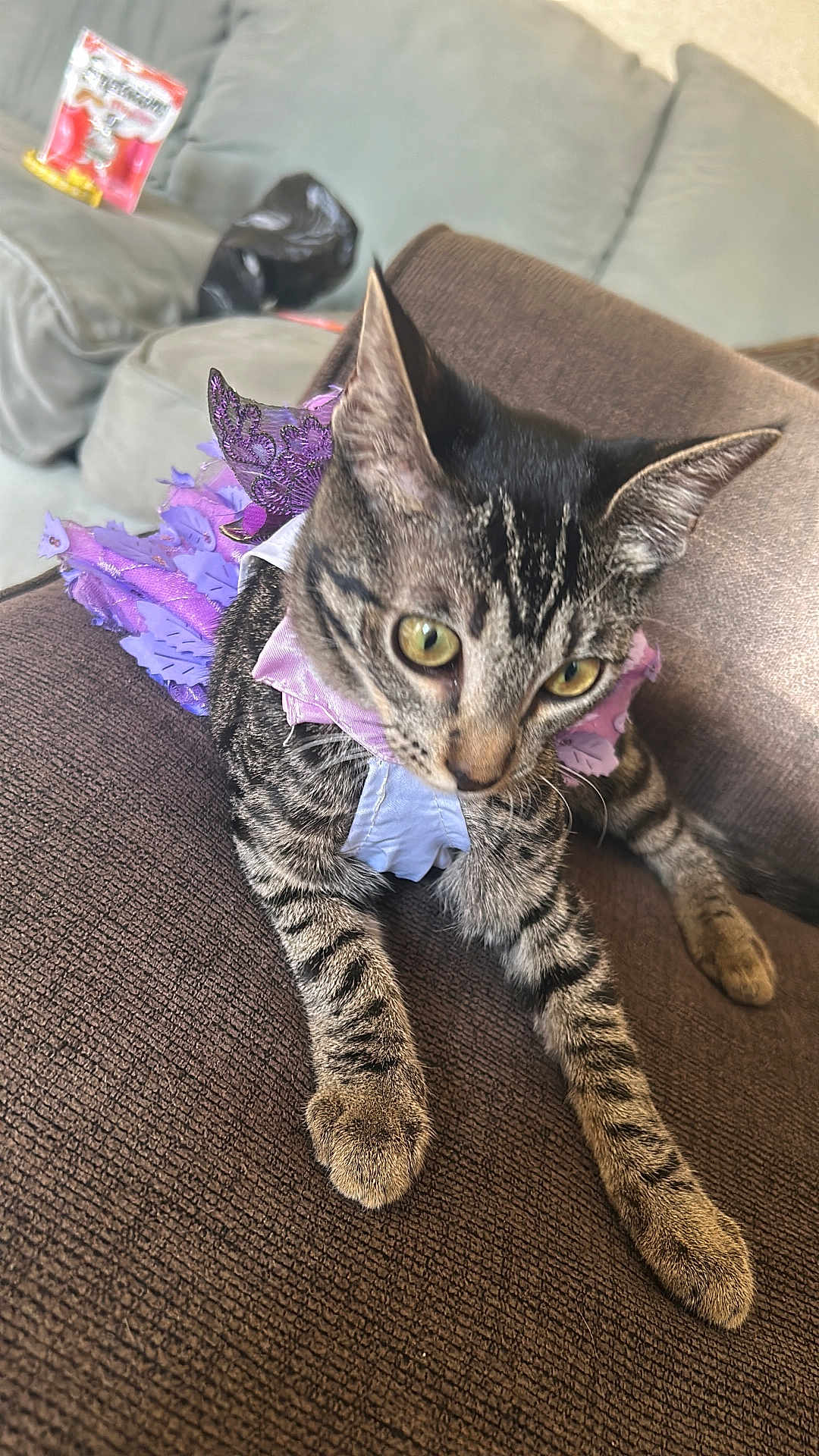 Quesito is registered to the contest to win money with this photo: cat, tabby, pet, animal, purple_outfit, couch, furniture, indoor, curious, closeup, whiskers, ears, paws, domestic_cat, striped, resting, cute, young_cat, cozy, textured_surface
