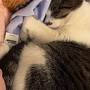 Rambo joined the competition — help win amazing prizes! blanket, cat, closeup, comfort, cozy, cute, domestic_animal, fur, gray, indoor, nap, peaceful, pet, relaxation, resting, sleeping, soft, tabby, teddy_bear, white