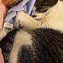 blanket, cat, closeup, comfort, cozy, cute, domestic_animal, fur, gray, indoor, nap, peaceful, pet, relaxation, resting, sleeping, soft, tabby, teddy_bear, white